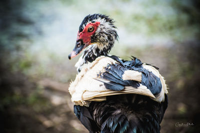 Close-up of a bird