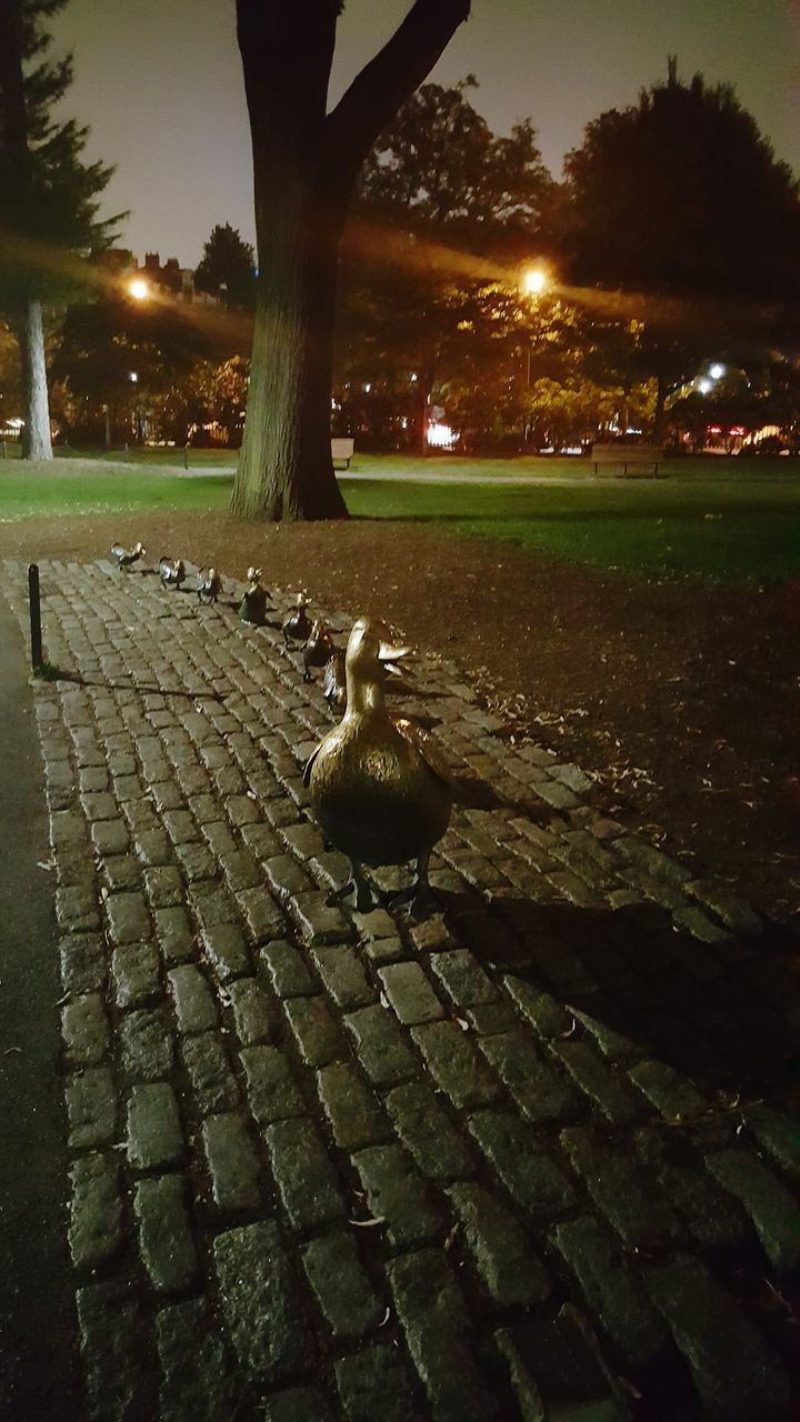 animal themes, bird, tree, animals in the wild, cobblestone, wildlife, footpath, pigeon, park - man made space, illuminated, park, paving stone, tranquility, pathway, pedestrian walkway, night, walkway, male animal, zoology, garden path, sky, lakeside, tranquil scene, surface level