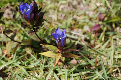 Close-up of purple crocus flowers