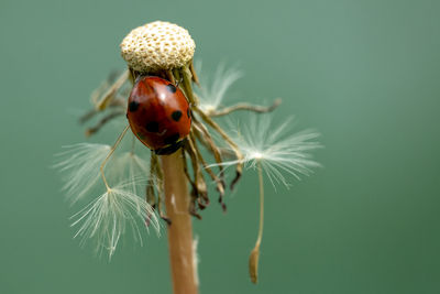 Close-up of ladybug on flower