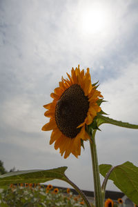 Close-up of sunflower against sky