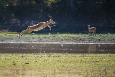 Animal jumping on field