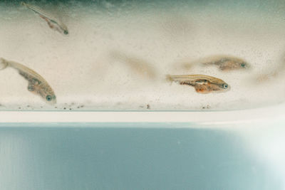 Close-up of fish swimming in sea