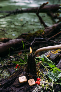 Close-up of firewood