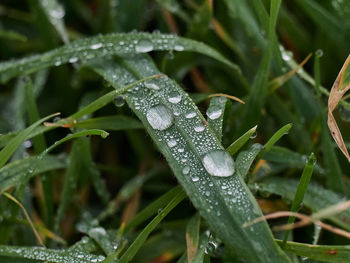 Close-up of wet plant