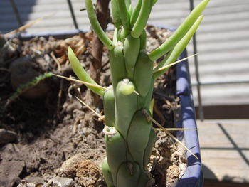 High angle view of potted plant growing outdoors