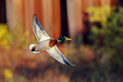 Close-up of mallard duck flying