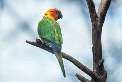 Bird perching on a branch