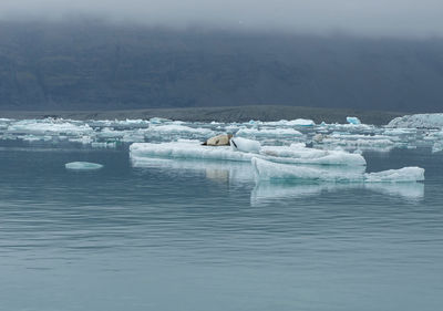 Seal relaxing on a floating iceberg in jokulsarlon glacial lagoon, iceland