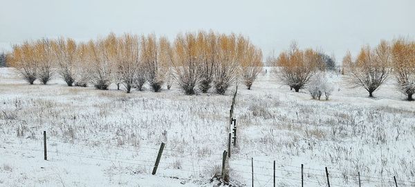 Bare trees on snow covered land