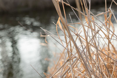 Close-up of straw growing outdoors