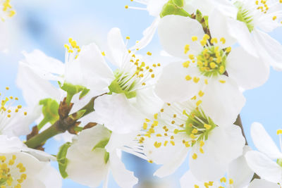 Close-up of white flowers