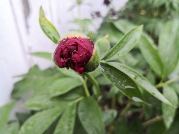 Close-up of red rose flower