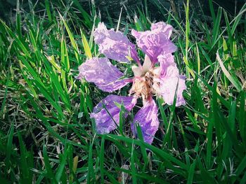 Close-up of purple flowering plant on field