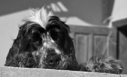 Close-up portrait of a dog looking away