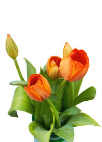 Close-up of orange flowers against white background