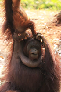 Baby orangutan with iya mother