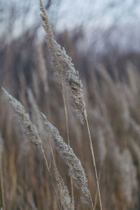 Close-up of dry plant on field