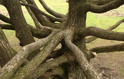 Close-up of tree trunk