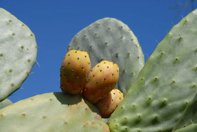 prickly pear cactus