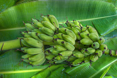 Close-up of banana tree