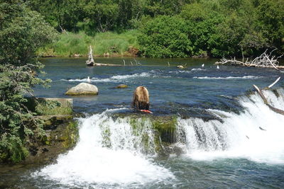 Scenic view of river flowing in forest