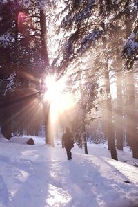 Sun shining through trees on snow covered landscape