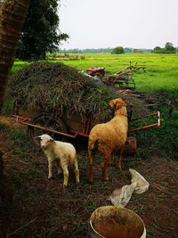 View of sheep on field