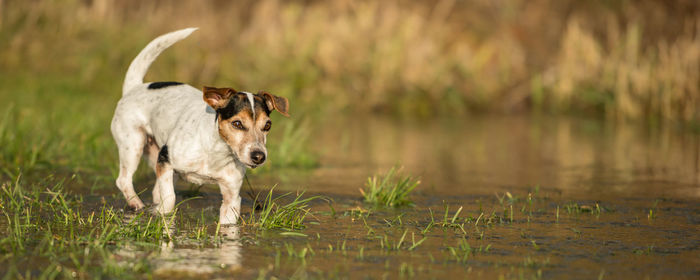 Portrait of a dog running in water