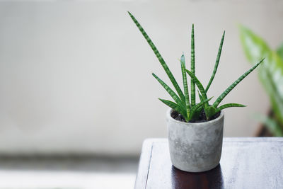 Close-up of potted plant against wall