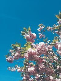 Low angle view of pink flowers against blue sky