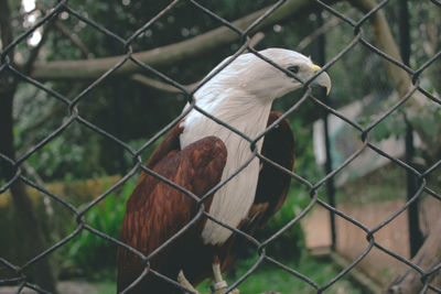 Close-up of bird seen through chainlink fence