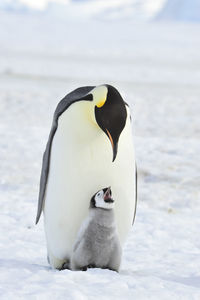 High angle view of a bird in snow