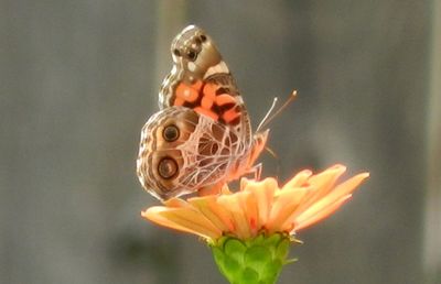 Close-up of flower against blurred background