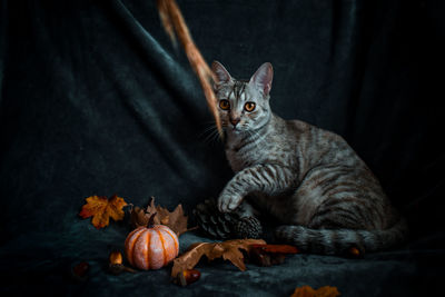 High angle view of tabby cat