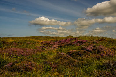 Texel, netherlands. september 2021. flowering heather on the island of texel.