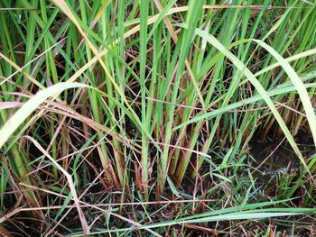 Close-up of plants on field