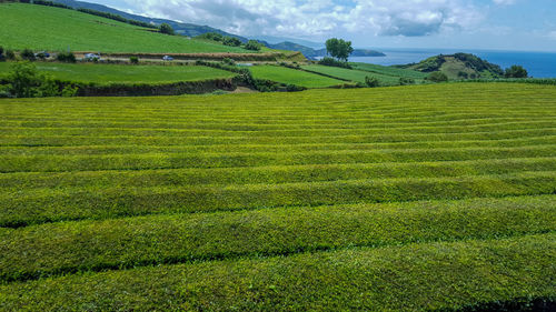 Scenic view of tea crops on field