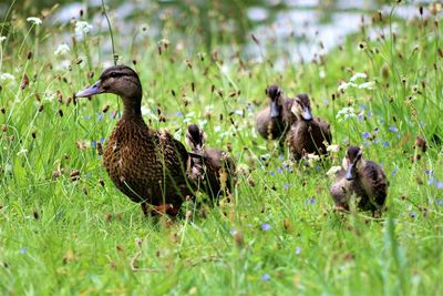 Ducks by lake