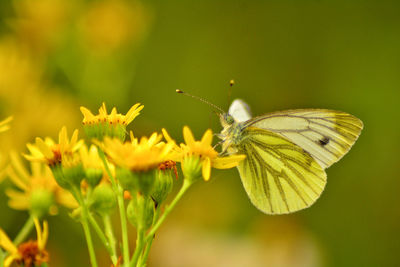 insect