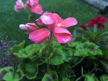 Close-up of wet pink flowers blooming outdoors