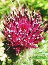 Close-up of pink flowering plant