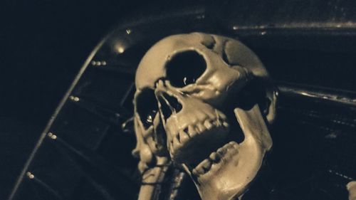 Close-up of human skull