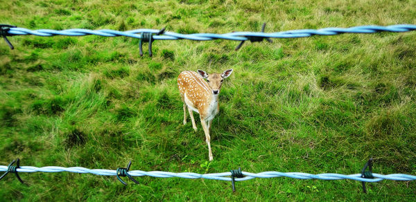 Portrait of spotted deer on grassy field seen through barb wire