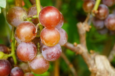 Close-up of grapes growing on tree