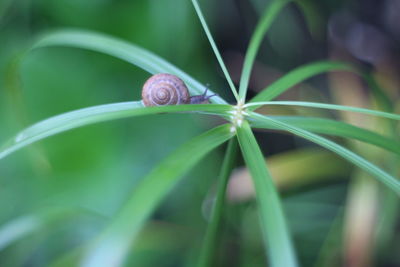 Close-up of snail on plant