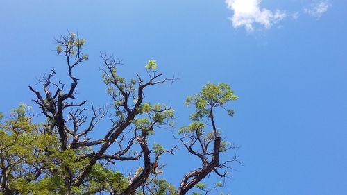 Low angle view of flowering tree against blue sky