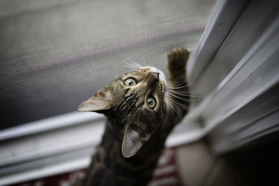 High angle portrait of cat