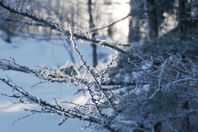 Close-up of snow covered tree