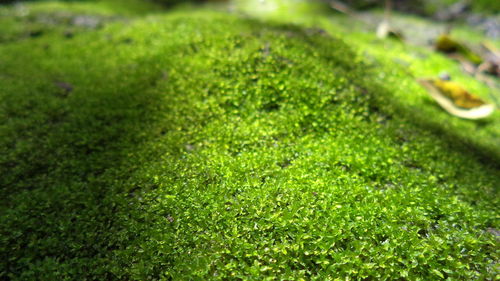 Close-up of grass on field